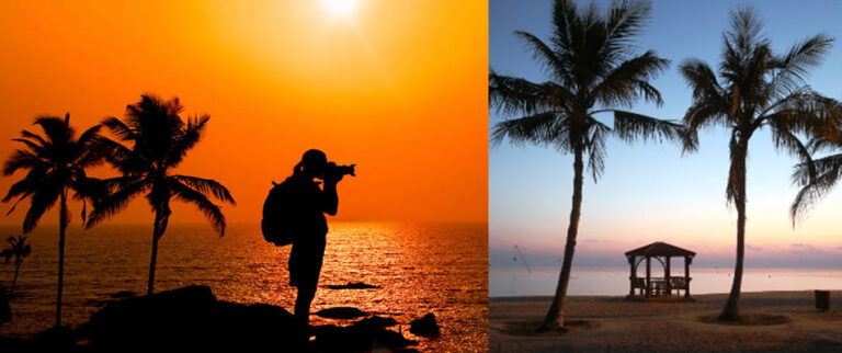 درختان نارگیل کیش