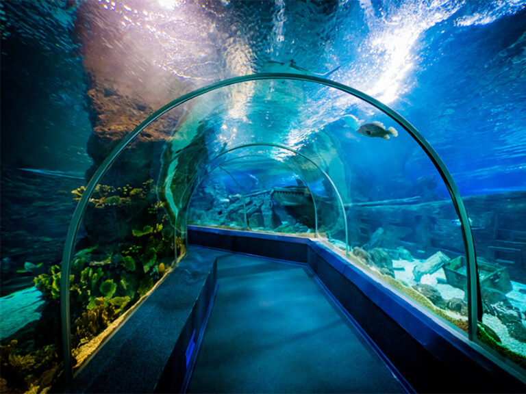 فعالیت آبی کیش